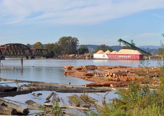 Log sort by the CPR bridge, Pitt River, Port Coquitlam