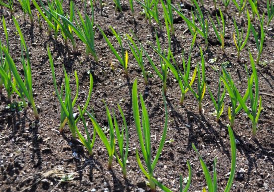 Garlic tops, Pitt Meadows, March 30, 2013