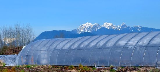 Greenhouse, with the Golden Ears peaks, Pitt Meadows